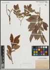 Foto von Salix appendiculata Vill. x Salix purpurea L.
